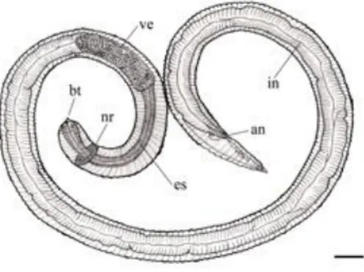 Fig. 2.3 - Anisakis type II (barra della scala = 0,7mm). bt = dente perforatore; nr = anello nervoso; es = esofago; ve 