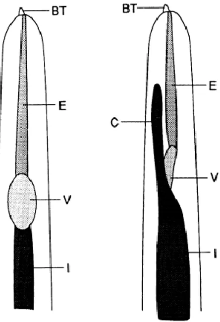 Fig.  2.4  –  Estremità  cefalica  di  Anisakis  sp.  (a  sinistra)  e  Pseudoterranova  sp