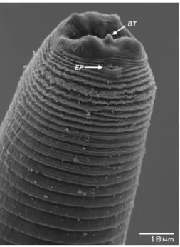 Fig. 2.6 – Estremità cefalica di Contracaecum sp. (microscopio elettronico a scansione) (Garbin L.E