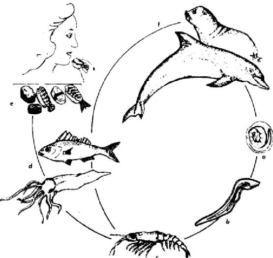 Fig.  2.7  –  Ciclo  biologico  di  Anisakis  sp.:  Le  uova  di  Anisakis  sp.  (a)  sono  eliminate  nell’ambiente  esterno  attraverso le feci di mammiferi marini parassitati dagli adulti