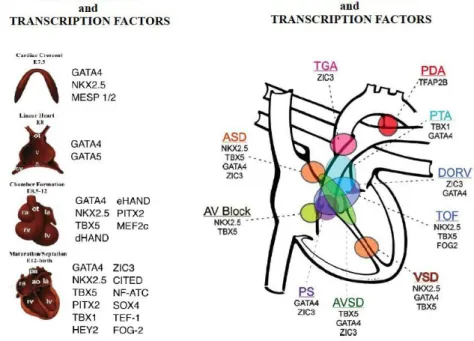 Fig. 2.: Transcription factors and congenital heart diseases. 
