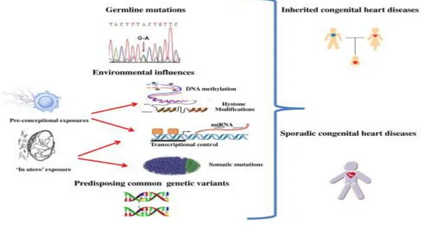 Fig. 1: Schematic representation of the pathogenesis of congenital heart defects. 