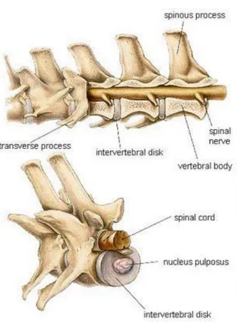 Figura 1.4: Rappresentazione in longitudinale e in trasversale della colonna  vertebrale