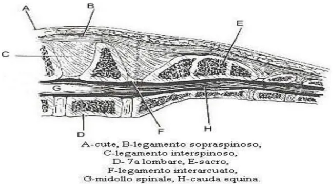 Figura 1.5: Rappresentazione dei legamenti lunghi e brevi del rachide 