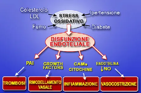 Figura 2 - Schema degli effetti prodotti dallo stress ossidativo sulla funzione endoteliale, e  conseguenti alterazioni patologiche sistemiche