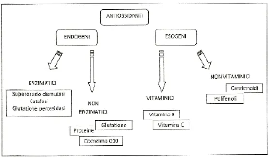 Figura 4 -  Classificazione degli antiossidanti a seconda di provenienza e struttura. 