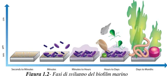 Figura 1.2- Fasi di sviluppo del biofilm marino  1.3   Come affrontare il problema del biofouling