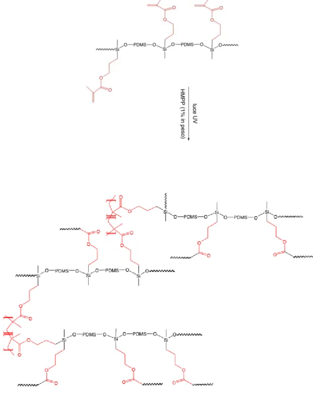 Figura  3.3-  Schema  di  reticolazione  del  macro-monomero  (metacrilossipropil)  metilsilossano-co- metilsilossano-co-dimetilsilossano