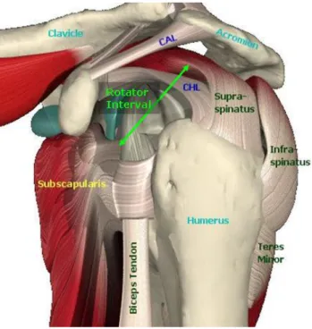 Figura 1. Anatomia della spalla. 