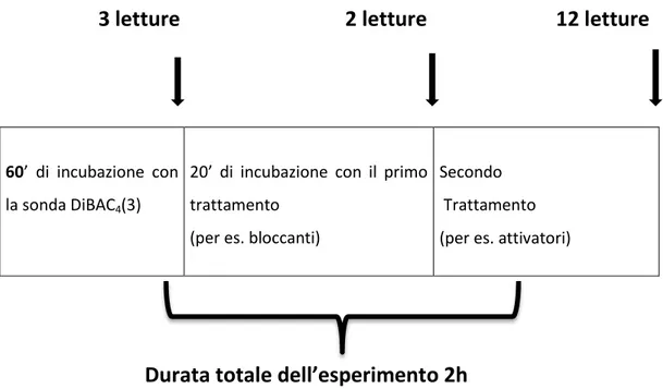 Figura 3.4: rappresentazione schematica dell'esperimento. 