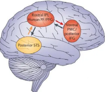 Figura 1.5: Aree del cervello, che si attivano nel processo di  imitazione di un'azione  