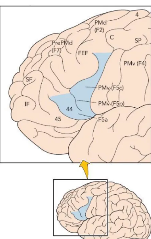 Figura 1.2: Aree che costituiscono il sistema dei neuroni  specchio nel cervello umano 