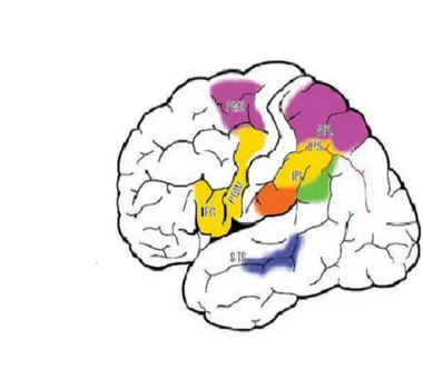 Figura 1.3: Aree di attivazione di diversi atti motori 