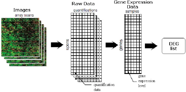 Figure  2.1:  Types  of  data  relevant  to  a  microarray  experiment  (image  modified 