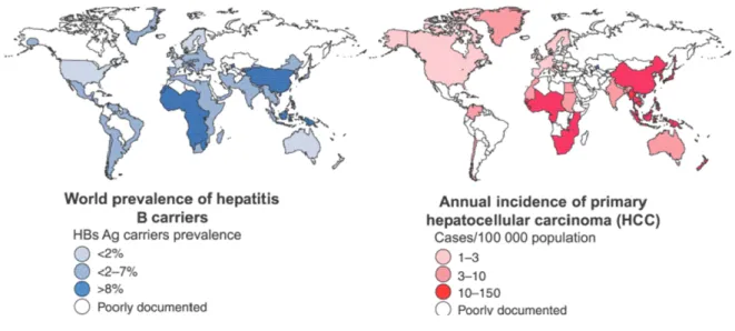 Figura 1. Prevalenza di infezione da HBV e incidenza annuale di HCC nel mondo. 2