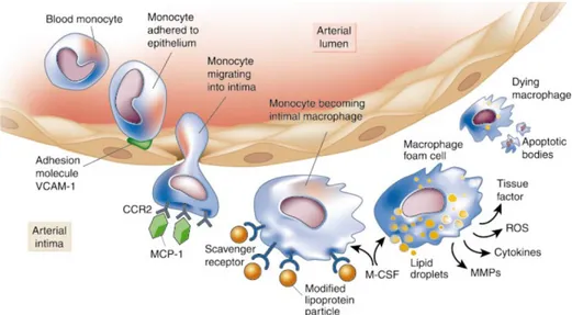 Figura 1.1: Reclutamento dei monociti e formazione delle cellule schiumose