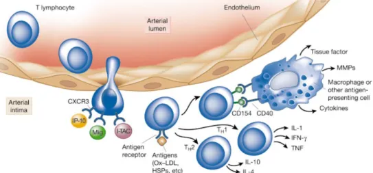Figura 1.2: Ruolo dei linfociti T nell'aterogenesi