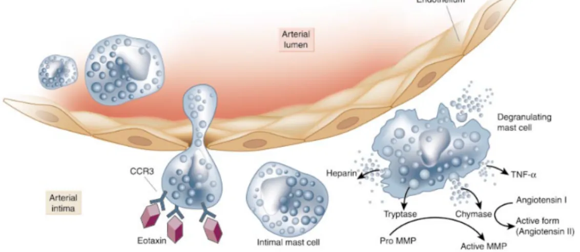 Figura 1.3: I mastociti nella placca aterosclerotica