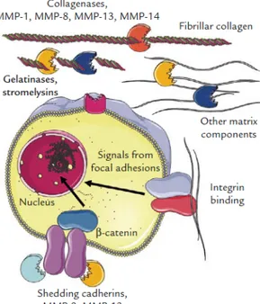Figura 1.6: Funzioni delle metalloproteasi