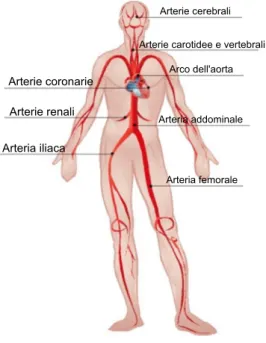Figura 1.9: Principali arterie in cui può svilupparsi l'aterosclerosi