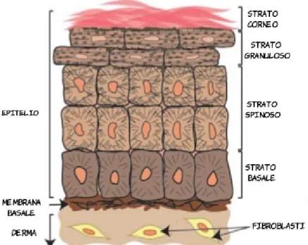 Fig. 3:  Rappresentazione schematica degli strati dell'epidermide (da  Alonso L, Fuch s E: Stem cell of the epitelium. PNAS  September, ͉ 2003  vol. 100  suppl. 1 ).͉͉