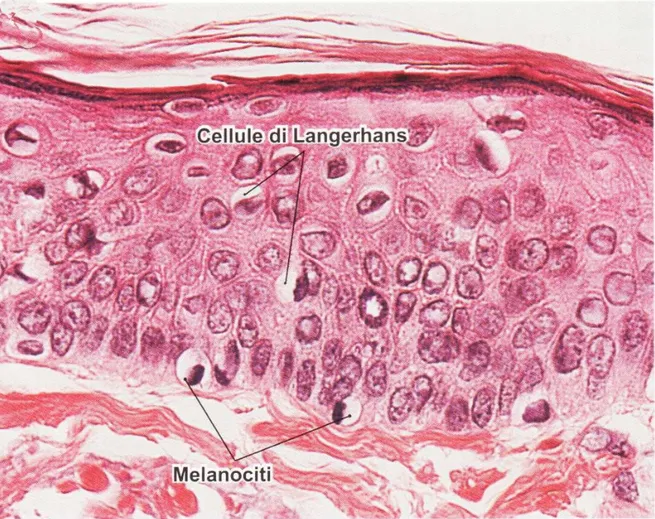 Fig. 4: Fotografia microscopica dell'epidermide che mostra i melanociti e le cellule di Langerhans; EE  280x (da Dongmei Cui: Atlante di istologia. Piccin).