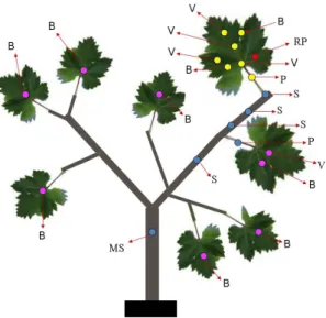 Figure 7. Schematic drawing of the measuring points on the grapevine plants  used  in  the  transmission  experiment