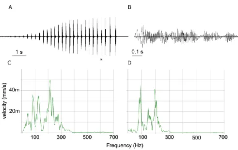 Figure 8. Oscillogram of a Scaphoideus titanus male calling song (MCS) (A) and  of disturbance noise (DN) (B), both recorded on the same leaf, approximately 0.5  cm away from the male