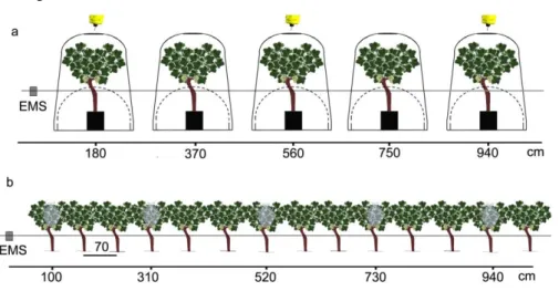 Figure  9.  Experimental  set-up  of  mating  disruption  in  semi-field  with  potted  plants surrounded by cages (a) and in a mature vineyard with shoots of the rooted  plants  enclosed  in  nylon  netting  sleeves  (b)