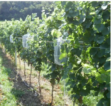 Figure  10.  Mature  vineyard  with  the  shoots  of  grapevine  plants  isolated  by  sleeves (photo: V
