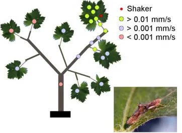 Figure  11.  Transmission  of  MCS  through  a  grapevine  plant.  The  uppermost  leaf  of  potted  grapevine  plants  was  vibrated  with  male  calling  signal  (red  dot,  Shaker)