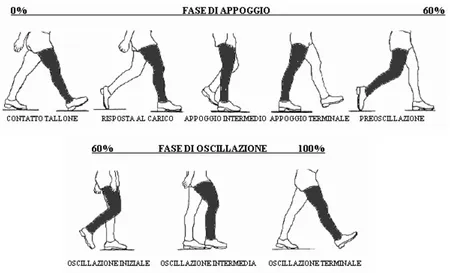 Figura 1.4: Fase di appoggio (stance) e fase di oscillazione (swing).