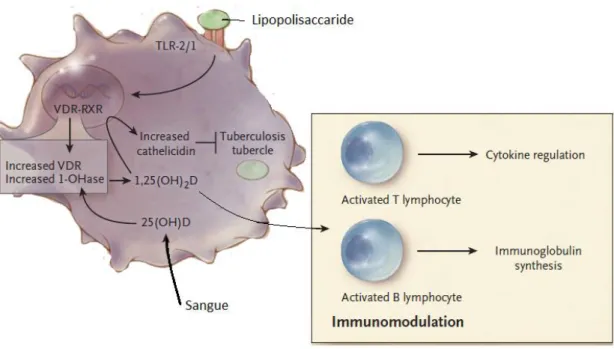 Figura  3.  Effetti  immunomodulatori  della  vitamina  D.  L’attivazione  da  parte  di  un  agente  infettivo  di  un  recettore  TLR  (Toll  Like  Receptor)  macrofagico  determina  l’aumento  dell’espressione  di  recettore  della  vitamina  D  (VDR)  
