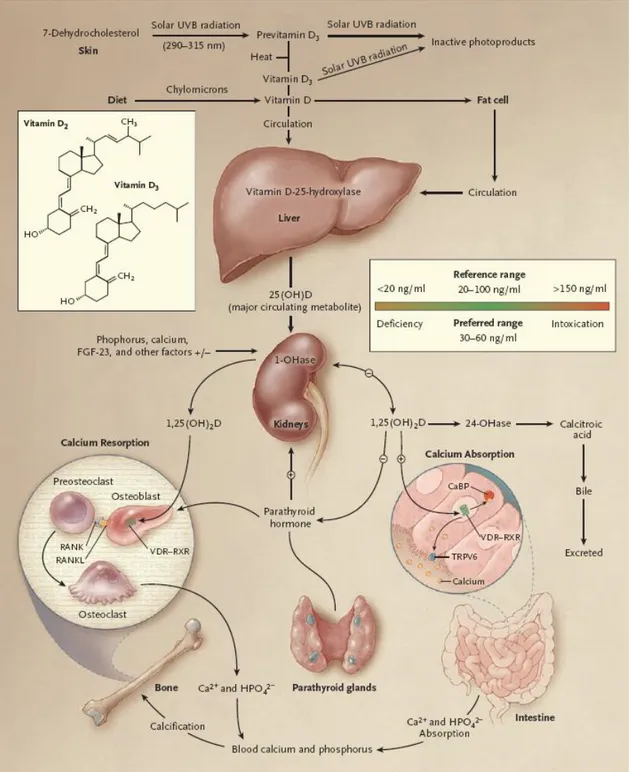 Figura 1. Diagramma del metabolismo della vitamina D e dei suoi metaboliti. [11]  