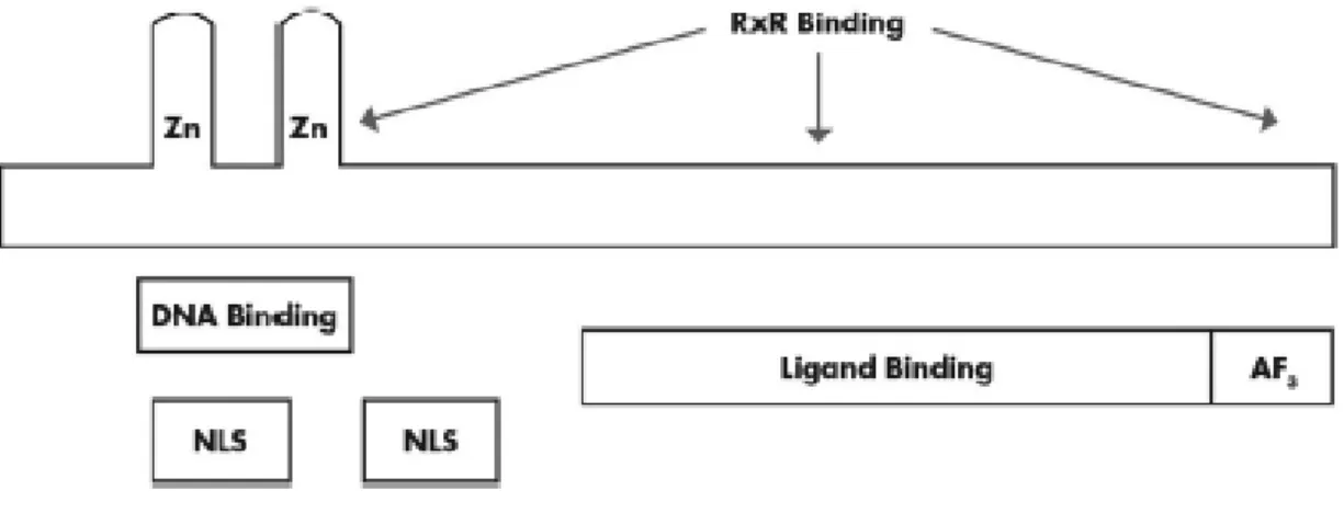 Figura 2. Diagramma del recettore della vitamina D (VDR). Zn = Zinco (dominio Zinc Finger); DNA binding 