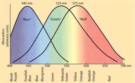 Figure 2.2. Normalized colour sensitivity of the red-, green- and blue-sensitive cones of the human eye [41]