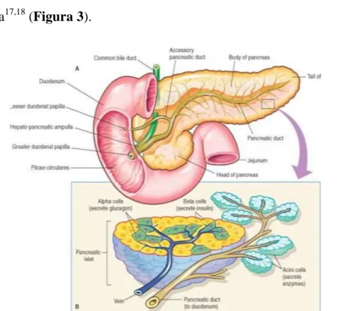Figura  3.  Anatomia  del  pancreas,  isole  del  Langerhans  e  tessuto  esocrino.  Fonte: 