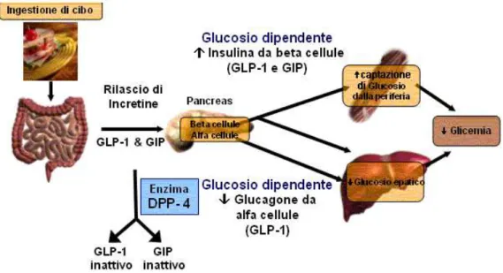 Figura 6A. Azioni delle incretine nell‟omeostasi glucidica.  