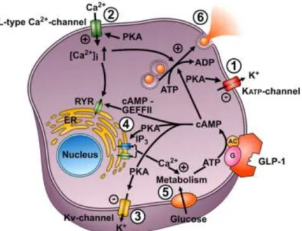 Figura  6B.  Meccanismi  beta-cellulari  di  induzione  della  secrezione  insulinica  da  parte  del  GLP-1