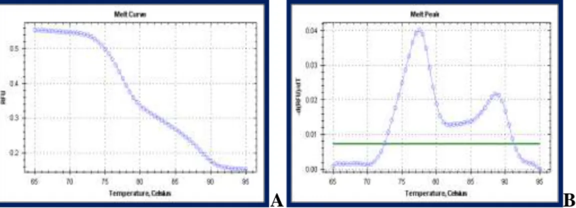 Figura 7. Esempio di curva di melting (A) e derivata negativa (B) specifica per gli ampliconi  dei telomeri e dell‟albumina