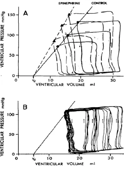 Figura  1.Rapporto  pressione  -volume  del  ventricolo  di  un  cane  isolato.  1A.  La  pressione  arteriosa  è  stata  fissata  a  tre  livelli  differenti  durante  il  controllo(linea  continua)  e  durante  l'aumento  della  contrattilità  ventricola