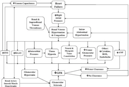 Figura   5:   Meccanismi   fisiopatologici   proposti   nella   relazione   tra   ipertensione   venosa,  congestione e disfunzione renale 54 .