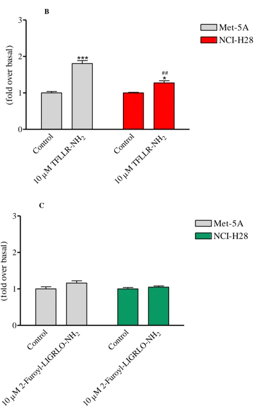 Figure  9.  RhoA  activation  in  response  to  thrombin  (panel  A),  PAR 1 -AP  (panel  B)  and  PAR 2 -AP  (panel  C)  in  Met-5A and NCI-H28 cells
