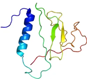 Figura  2:  Diagramma  a  nastro  della  porzione  carbossiterminale  di  Insulin-like  Growth  Factor  Binding  Protein  2  (IGFBP  2)  (da  Kuang  et  al