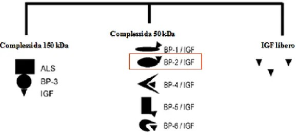 Figura 3: Le forme di IGFBPs presenti nel circolo ematico. I complessi  circolanti da 50 kDa sono costituiti da IGF-1 o IGF-2 legati ad una delle  cinque IGFBPs; in rosso è evidenziato il complesso relativo alla IGFBP  2 (figura modificata da Rajaram e col