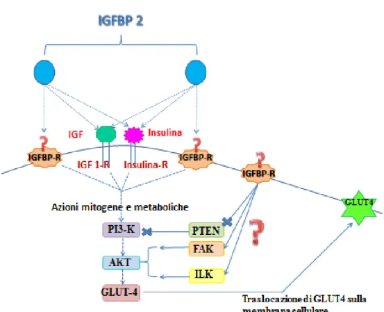 FIGURA  5:  Modello  di  azione  della  IGFBP  2:  la  IGFBP-2  sarebbe  in  grado  di  svolgere  azioni  dirette  attraverso  degli  ipotizzati  recettori  specifici