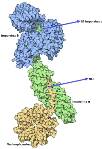 Figura 1.7: Struttura del complesso importina-α, importina-β e proteina cargo.