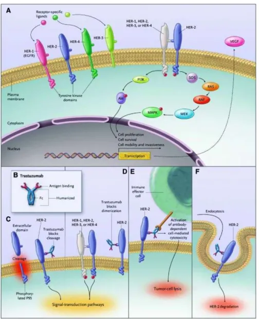 Figura  1.  A  la  trasduzione  del  segnale  dei  recettori  della  famiglia  HER.  B  la  struttura  di  trastuzumab