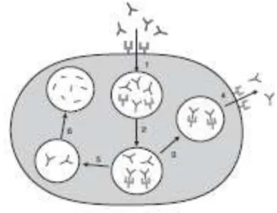 Figura  4. Meccanismo di protezione  delle  IgG  mediato dal recettore  neonatale  Fc(FcRn)
