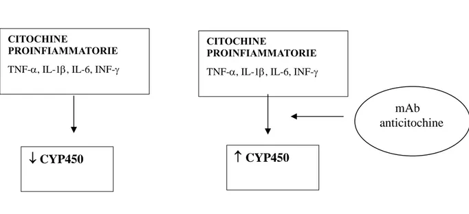 Figura 7. Effetto degli mAb sull’attività del CYP450. 